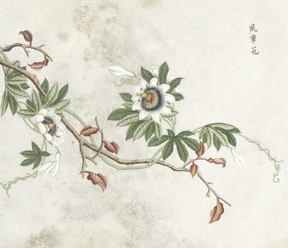 风车花水彩花卉国画素材插画