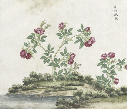 玫瑰花水彩花卉国画素材插画