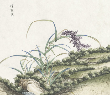 草蓈花水彩花卉国画素材插画