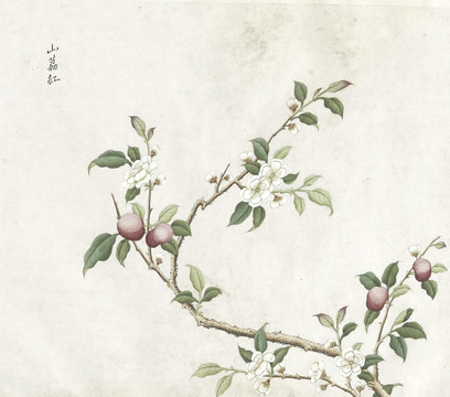 山荔红花水彩花卉国画素材插画