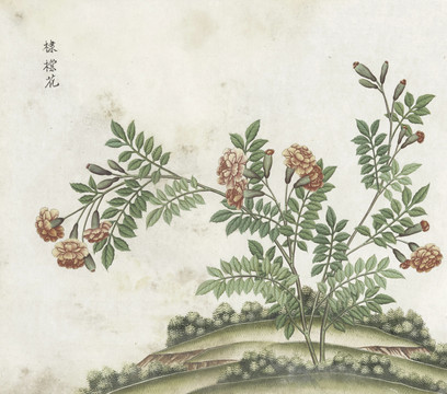 棣棠花水彩花卉国画素材插画