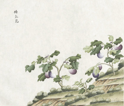 茄子花水彩花卉国画素材插画