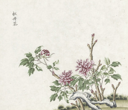 牡丹花水彩花卉国画素材插画