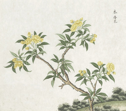 木香花水彩花卉国画素材插画