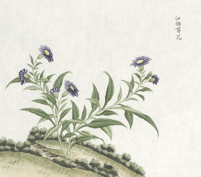 江西菊花水彩花卉国画素材插画