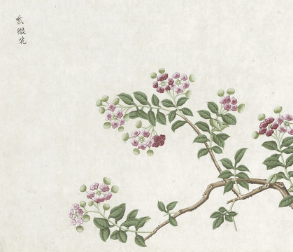 紫薇花水彩花卉国画素材插画