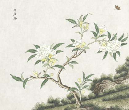 白石榴花水彩花卉国画素材插画