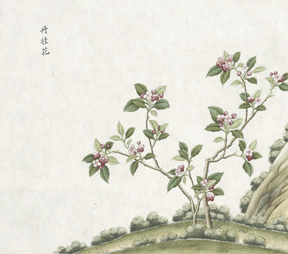 丹桂花水彩花卉国画素材插画