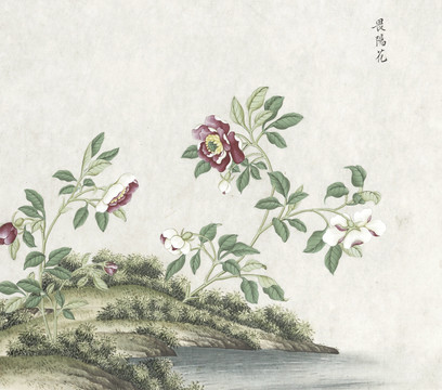 畏阳花水彩花卉国画素材插画