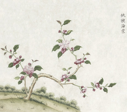 海棠花水彩花卉国画素材插画