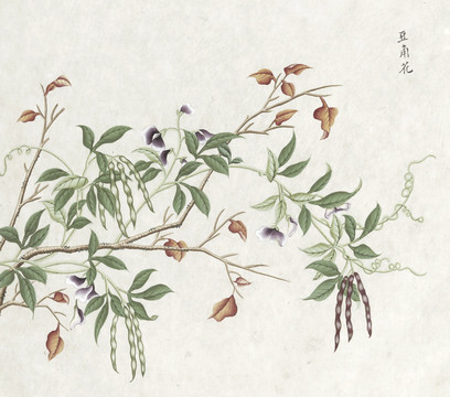 豆角花水彩花卉国画素材插画