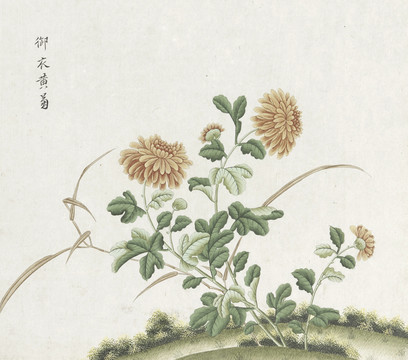 菊花水彩花卉国画素材插画