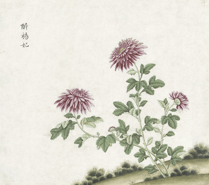 菊花水彩花卉国画素材插画