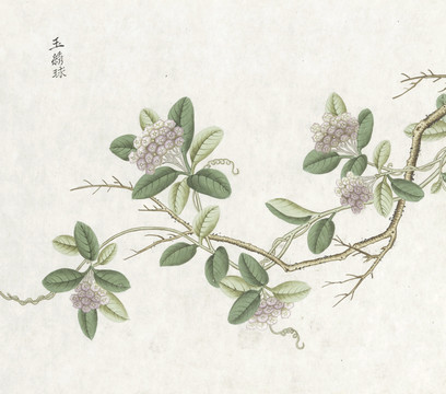 玉绣球花水彩花卉国画素材插画