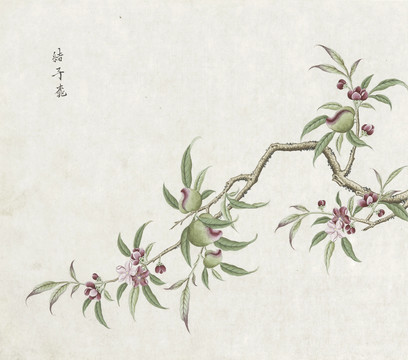 结子桃花水彩花卉国画素材插画