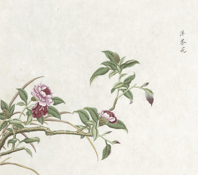 洋茶花水彩花卉国画素材插画