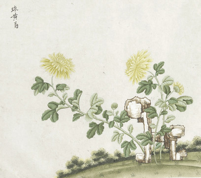 黄球菊花水彩花卉国画素材插画