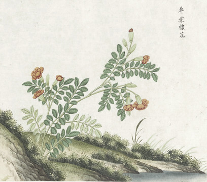 单棠棣花水彩花卉国画素材插画