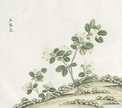 玉盘花水彩花卉国画素材插画