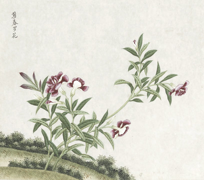 剪春罗花水彩花卉国画素材插画