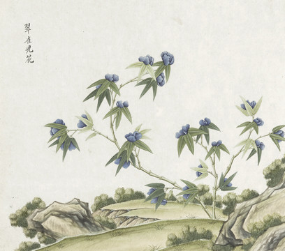 翠雀兜花水彩花卉国画素材插画