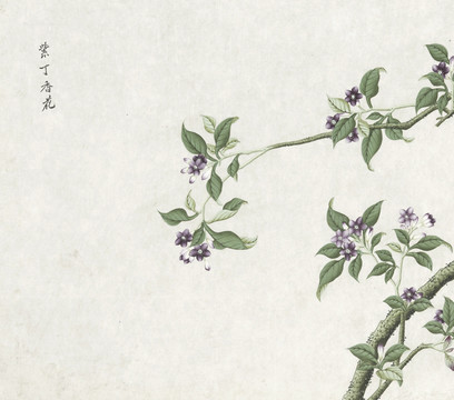 紫丁香花水彩花卉国画素材插画