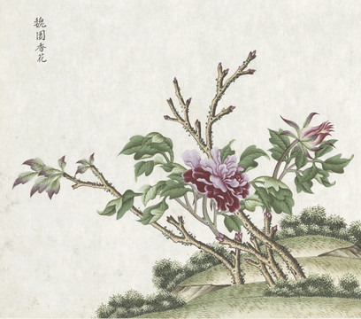 魏园香花水彩花卉国画素材插画