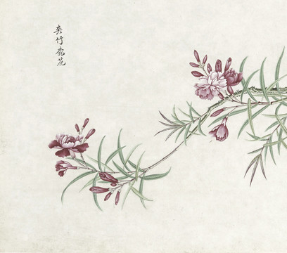 夹竹桃花水彩花卉国画素材插画