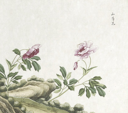 山芍花水彩花卉国画素材插画