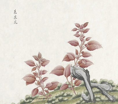 苋菜花水彩花卉国画素材插画