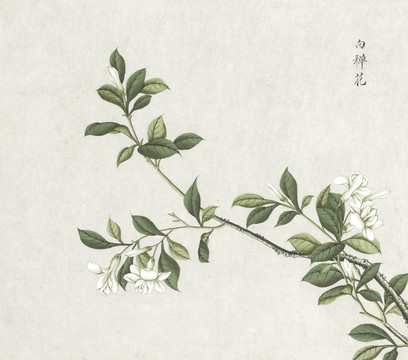 白禅花花卉水彩国画素材插画