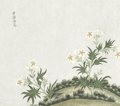 罗浮白花花卉水彩国画素材插画