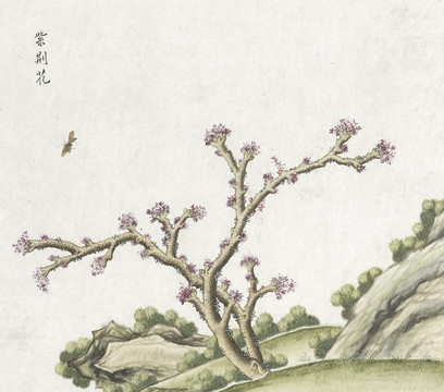 紫荆花花卉水彩国画素材插画