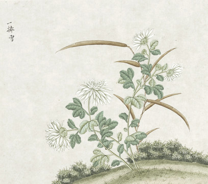 一捧雪花卉水彩国画素材插画