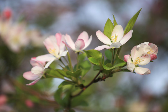 春天的海棠花