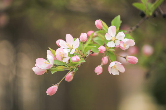 海棠花树