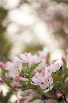 海棠花树