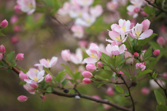 海棠花树