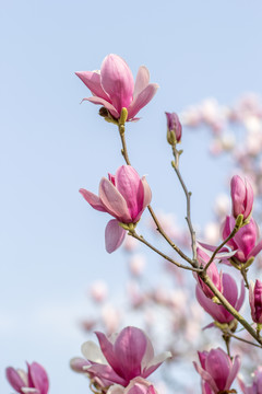 玉兰花