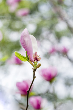 花瓣