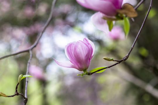 玉兰花开