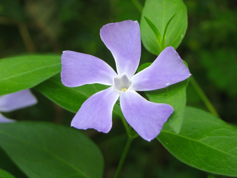 一朵漂亮的蔓长春花