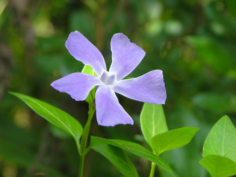 一朵漂亮的蔓长春花