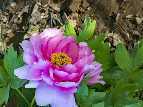 牡丹芍药特写