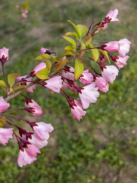 樱花景观