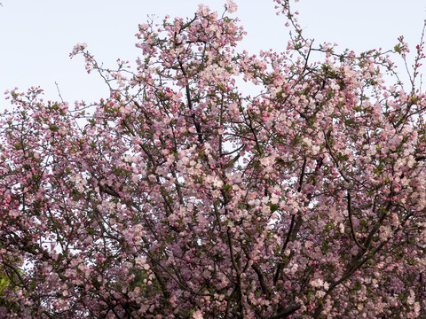 樱花树绽放小区公园