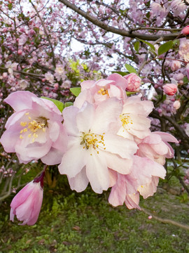 粉色樱花公园小区