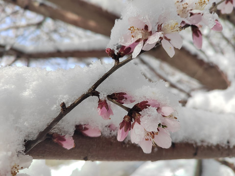 雪中桃花