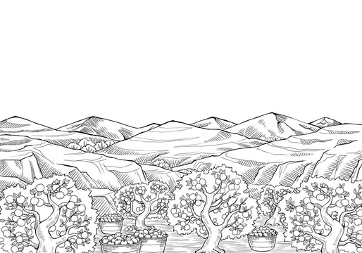 黑白线稿风格苹果园插画