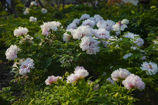 牡丹花朵素材